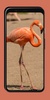 Flamingo Wallpaper screenshot 2