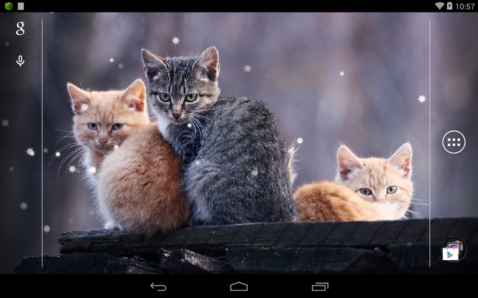 Q Cat - Preview 1
