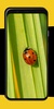 Ladybug Wallpapers screenshot 3