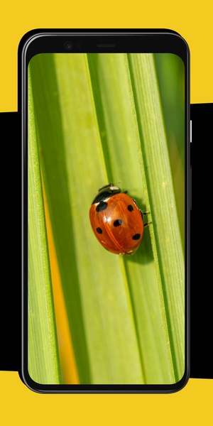 Ladybug Wallpapers - Preview 3