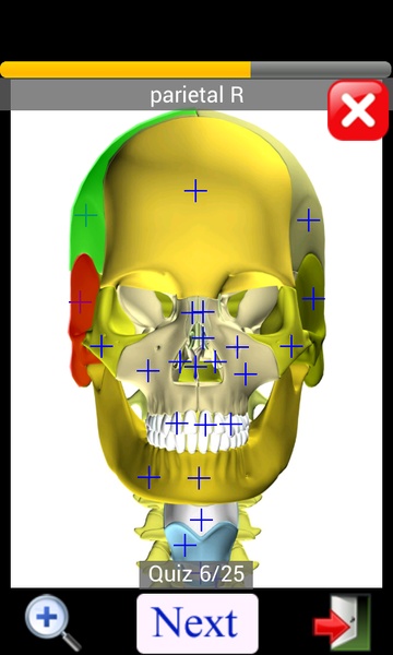 Anatomy Quiz Lite - Preview 12