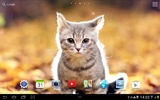 Katzen Live Wallpaper screenshot 3
