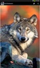 Wolf wallpapers screenshot 2