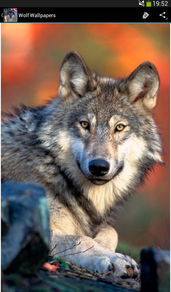 Wolf wallpapers - Preview 2