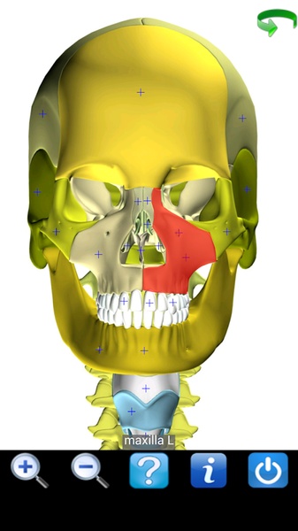 Visual Anatomy Free - Preview 4