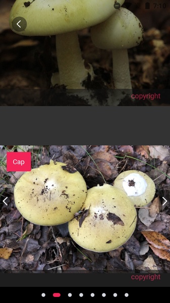 Picture Mushroom - Preview 8