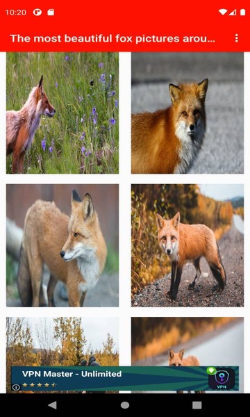 The most beautiful fox pictures around the world of 4K - Preview 1