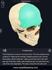 Skull Anatomy Pro. screenshot 4