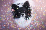 ???? Chihuahua Wallpapers - Dog Wallpaper screenshot 6