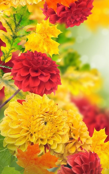 Flowers HD Live Wallpaper - Preview 5