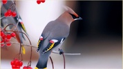 My Birds Images screenshot 1