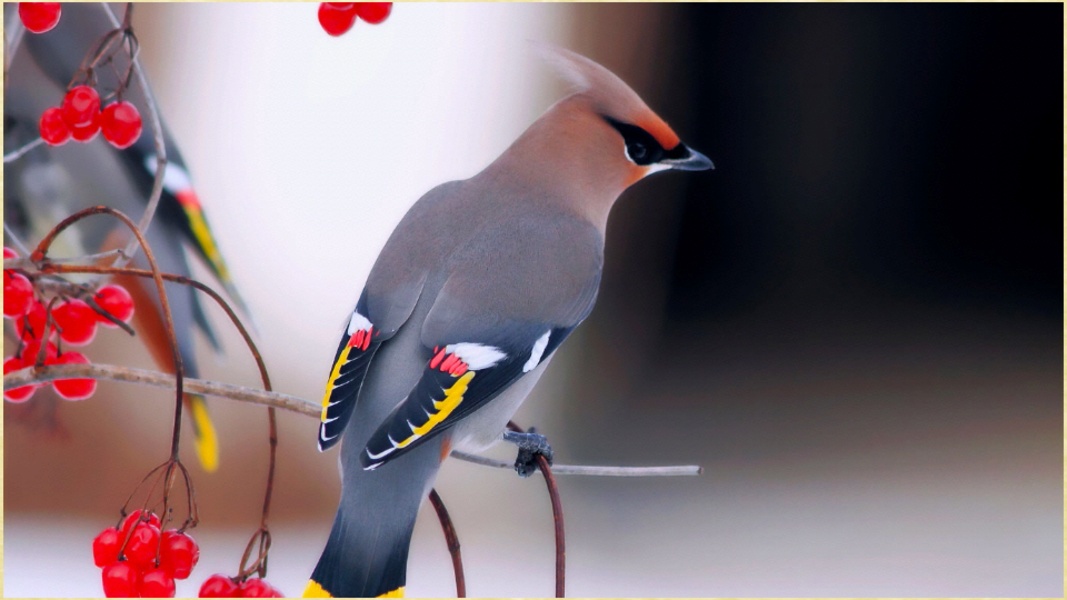 My Birds Images - Preview 1