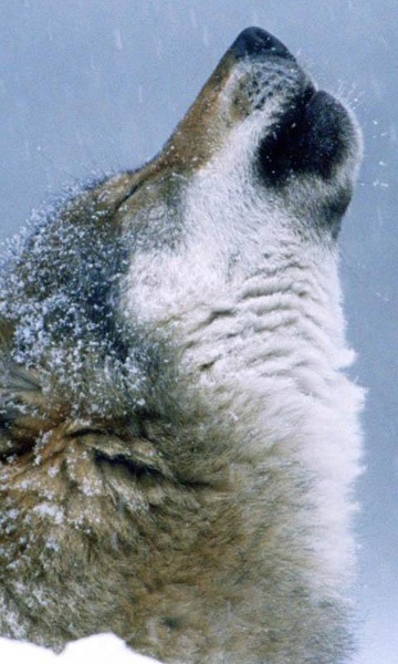 Wolves Live Wallpaper - Preview 6