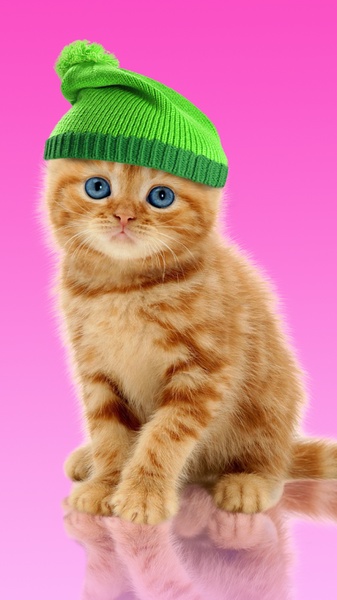 Sweet Cat and Caps - Preview 3
