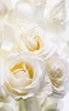 White Rose Live Wallpaper screenshot 5