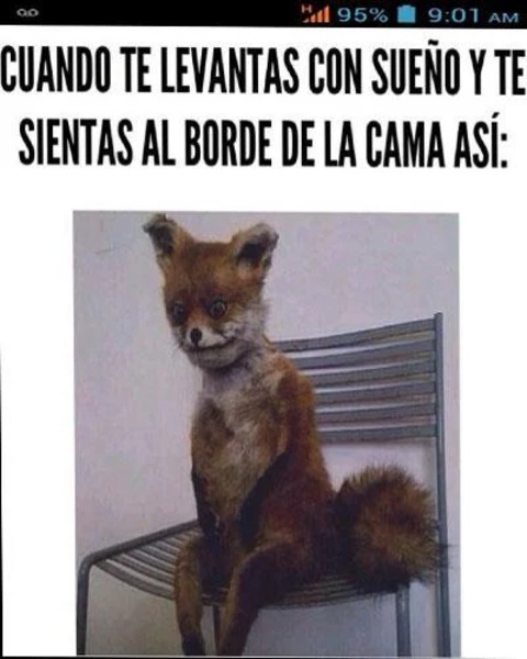 graciosas imagenes 2 - Preview 5