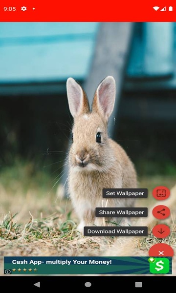 pictures and wallpapers of the rabbit 4k - Preview 4