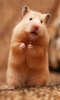 Hamster Wallpaper screenshot 1