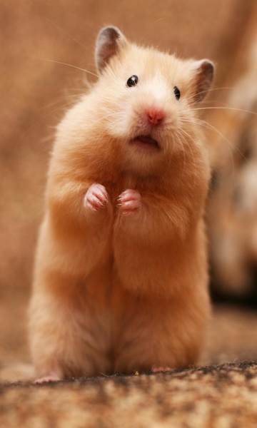 Hamster Wallpaper - Preview 1