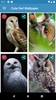 Cute Owl Wallpaper screenshot 4