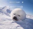 Baby Seal Theme screenshot 5