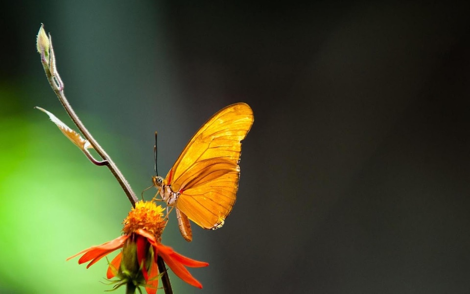 Butterflies Live Wallpaper - Preview 1