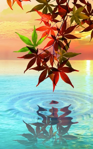 Water Drop. Flowers and Leaves. - Preview 1