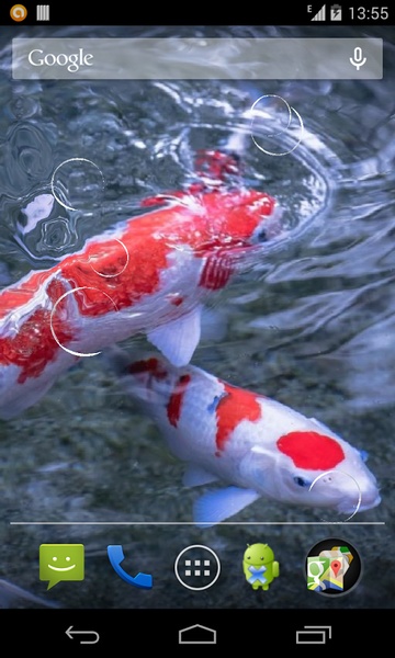 Koi - Preview 4