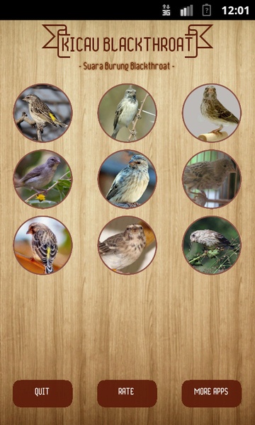 Kicau Blackthroat - Preview 2