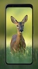 Deer Wallpapers screenshot 6