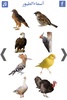 تعليم أسماء الطيور screenshot 4