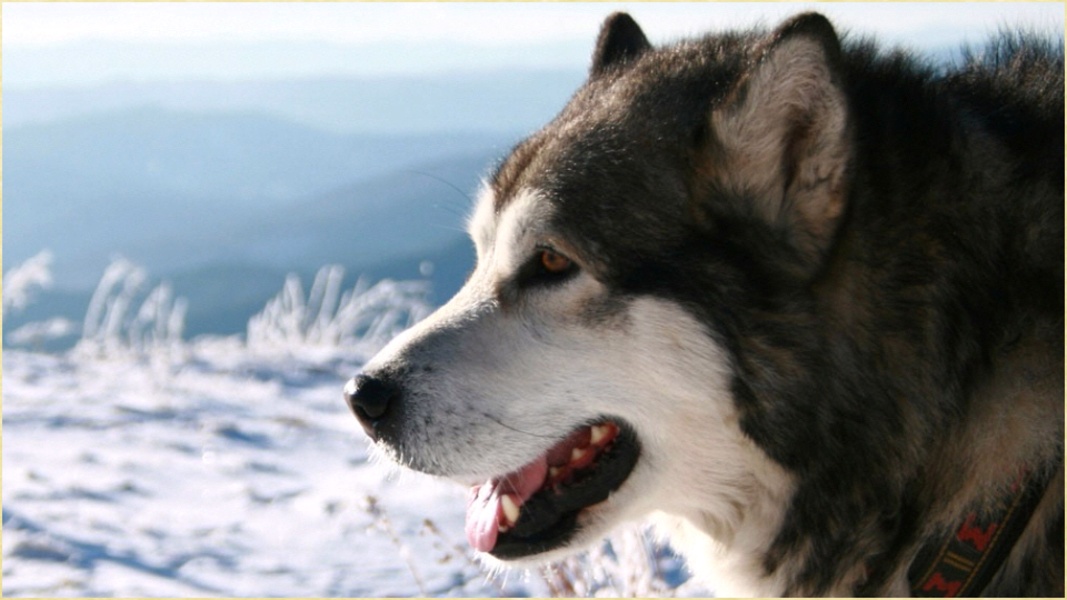 1K Dogs Wallpapes - Preview 1