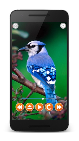 Birds Sounds Relax and Sleep - Preview 4