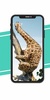 Giraffe Wallpaper screenshot 2