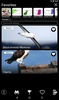 Russian Birds Songs screenshot 15