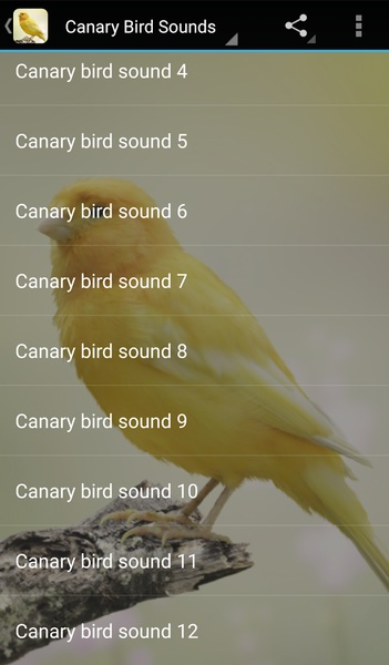 Canary Bird Sounds - Preview 1