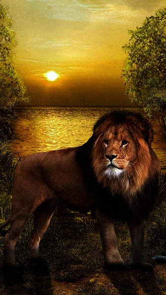 Lions Live Wallpaper - Preview 6
