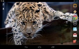 Magic Touch: Leopard Live Wall screenshot 1
