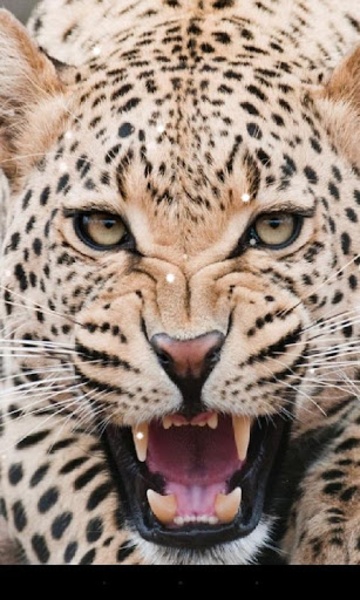 Leopard - Preview 11