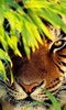 Tigers Live Wallpaper screenshot 6