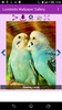 Lovebirds Wallpapers screenshot 1