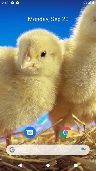 Chick Wallpaper - Preview 1