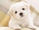 Cute Puppy Dog HD screenshot 4