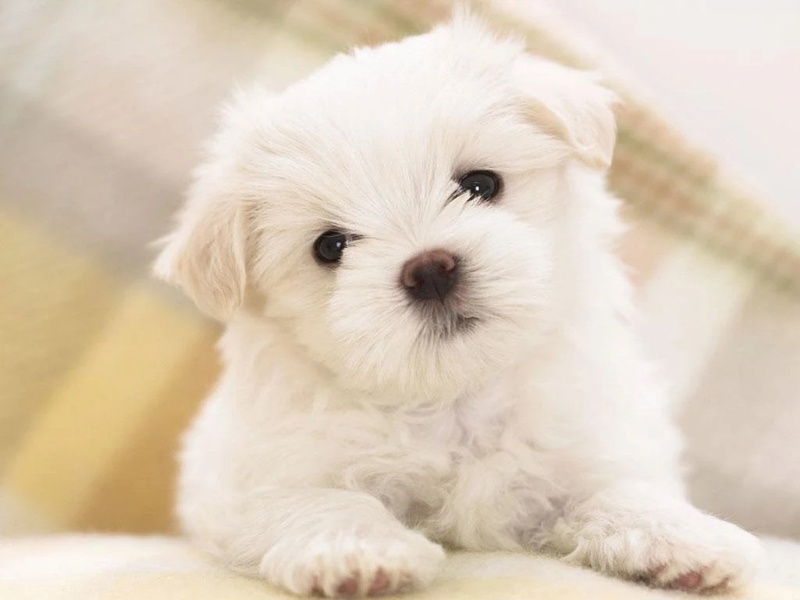Cute Puppy Dog HD - Preview 4