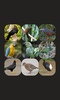 Peru bird sounds screenshot 4