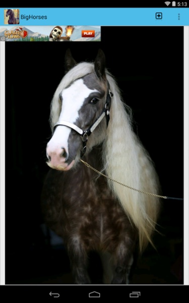 BigHorses - Preview 4