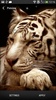 Tigers Live Wallpaper screenshot 6