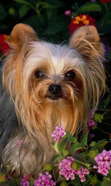 Yorkshire Terriers Wallpapers - Preview 4