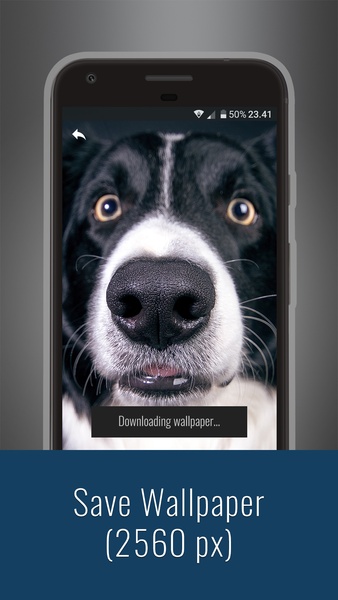 Cute Dogs Wallpapers - Preview 4