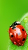 Ladybug Live Wallpaper screenshot 4